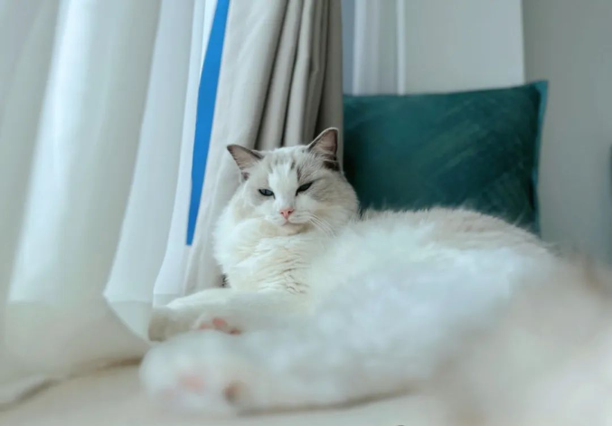 PһССhs҂ğo